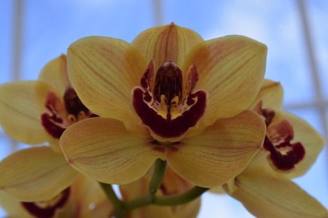 Yellow orchids in the Temperate House Kew Gardens
